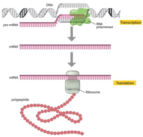 Translation: DNA to mRNA to Protein | Learn Science at Scitable