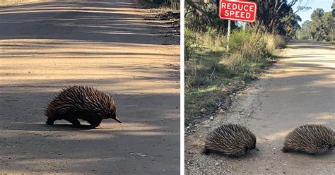 All aboard: Rarely seen echidna 'mating train' caught on camera ...