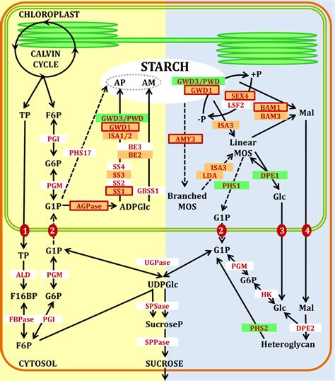 | Pathways of starch synthesis (yellow) and degradation (blue) in ...