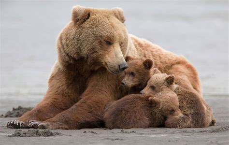 Momma Bear With Her Cubs | Bored Panda