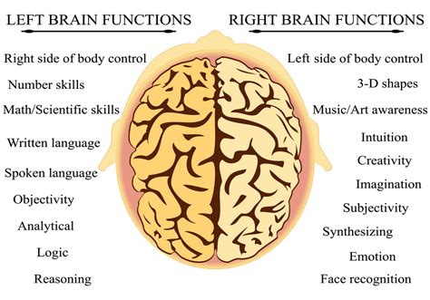 Solving Brain Puzzles : Left And Right Brain Functions | Nervous System ...