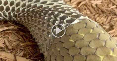 You Gotta Turn the Volume Up for This Video of a Snake Shedding Its ...