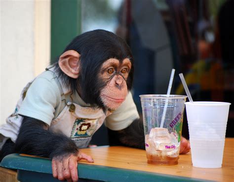 Ybor Chimpanzee | While in Tampa, I spent a pleasant Sunday … | Flickr