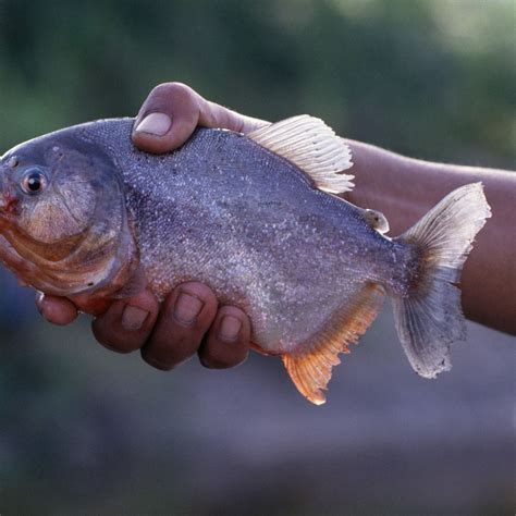 Piranhas Fish Attack