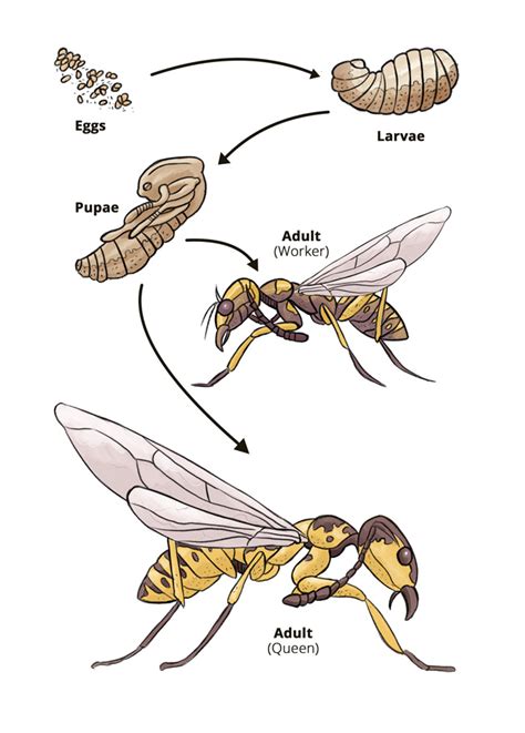 The Wasp Life Cycle – When Do Wasps Die Off? - Hullternative