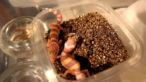 Leopard Gecko Hatchlings and Another Clutch - YouTube