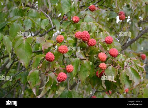 Cornus Kousa Chiinensis Chinese dogwood berries fruit Stock Photo - Alamy