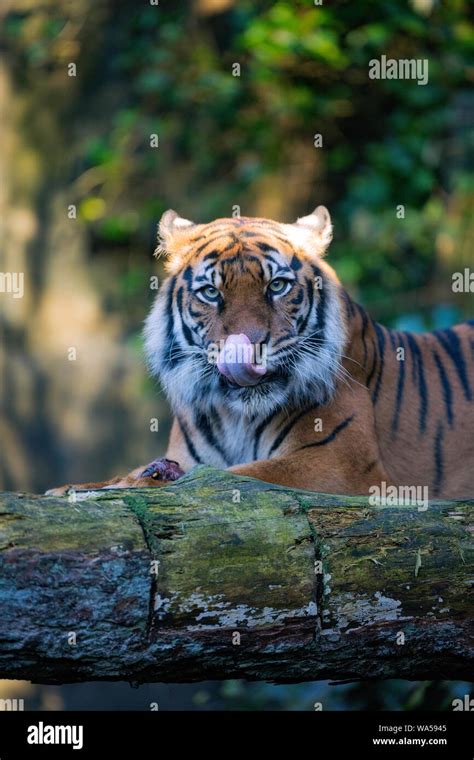 Tiger feeding at Edinburgh Zoo Stock Photo - Alamy