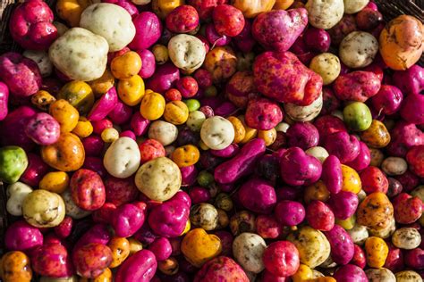 How Peruvian Potatoes Might Be Key to Feeding the Planet - Modern Farmer