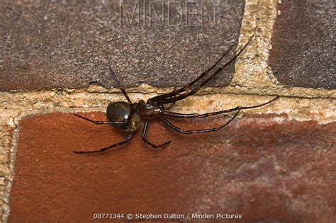 Cave Spider stock photo - Minden Pictures