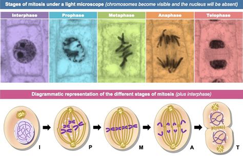 Mitosis Prophase Microscope