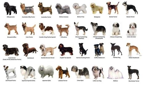 All The Small Dogs In The World - InfoRekomendasi.com