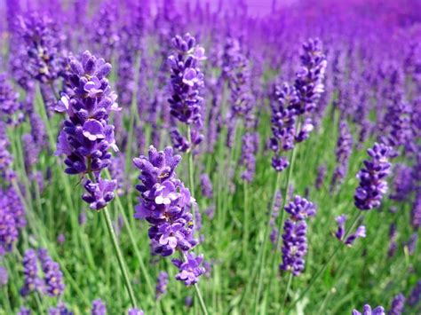 Lavender Officinalis - Lavender Plant