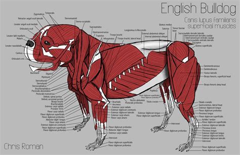 Dog anatomy, English bulldog, Bulldog