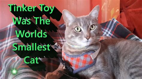 Tinker Toy Was The Worlds Smallest Cat | Small cat, Cats, Tinker toys