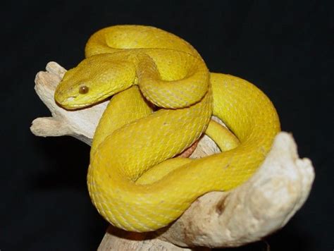 12 best Work in progress "S" images on Pinterest | Snakes, Yellow snake ...