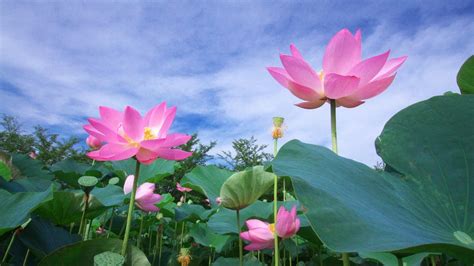 4k Lotus Flower Wallpapers - Wallpaper Cave