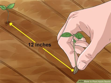 3 Ways to Plant Apple Seeds - wikiHow