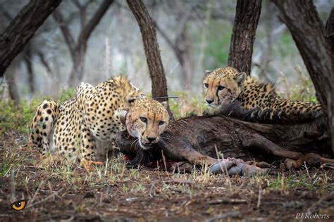 Family: Felidae Scientific name: Acinonyx jubatus Common name: Cheetah ...