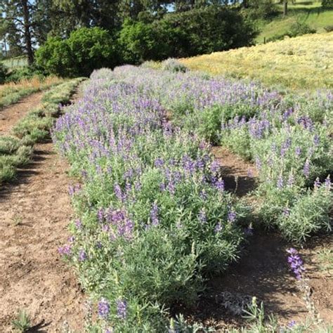 Silky Lupine (Lupinus sericeus)- Great Basin Seeds