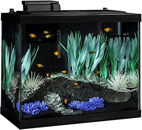 20 Most Popular Types Of Aquarium Fish List For 2022 | Aquarialy