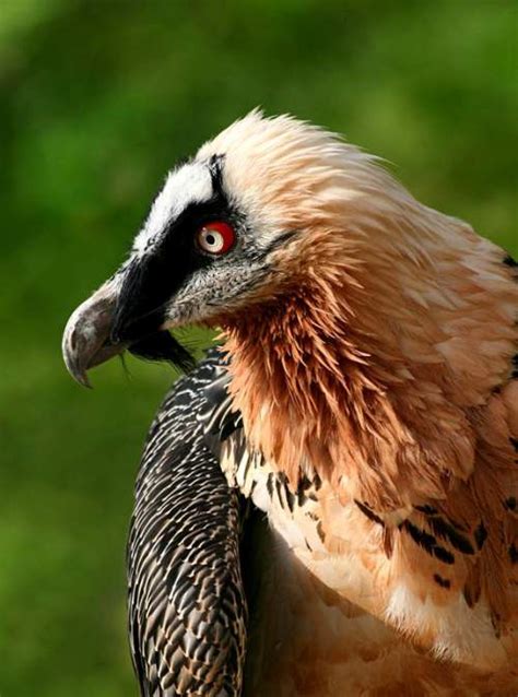 Bearded vulture | Birds of India | Bird World