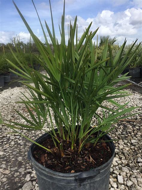 Serenoa repens, Saw Palmetto | PlantVine