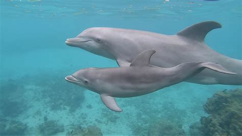 Aquatic Mammals – The oldest peer-reviewed journal