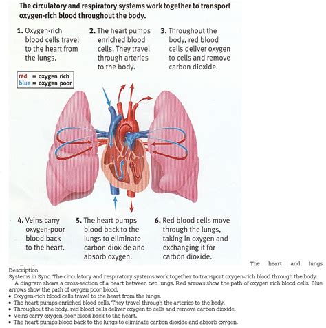 Sample 1: Heart and Lung Diagram - Accessible Image Sample Book