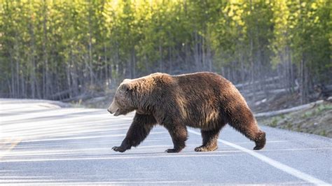 COP26 and Nature: Grizzly Bears Show Us the Connection Between Our ...