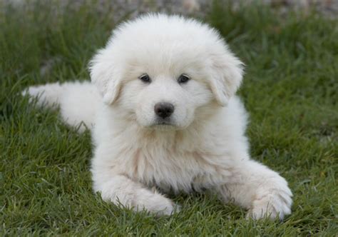 9 Things You Didn't Know About the Great Pyrenees – American Kennel Club