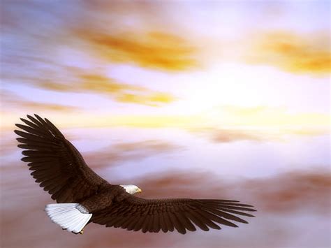 Eagle Flying Sunset Stock Photos, Pictures & Royalty-Free Images - iStock