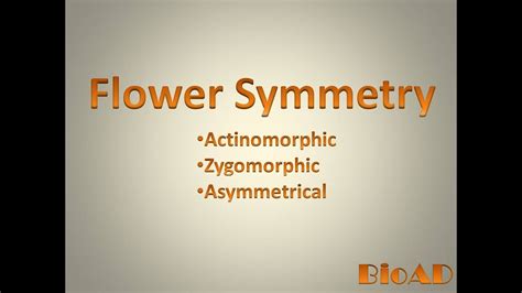 Flower symmetry II Actinomorphic, zygomorphic, asymmetrical - YouTube