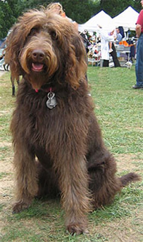 labradoodle mixed breed dog - online dog encyclopedia - dogs in depth.com