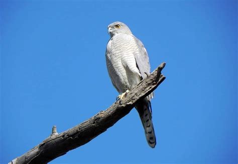 Small Birds Of Prey: Uncovering Nature's Tiny Raptors