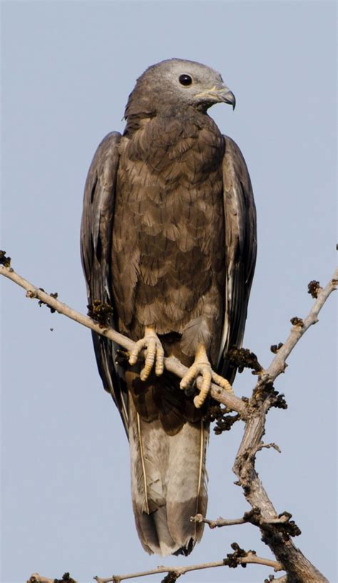 Oriental honey-buzzard (Pernis ptilorhynchus)