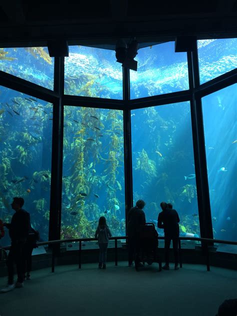 Best 11 Monterey Bay Aquarium – A Guide to Exhibits, Shows and All You ...