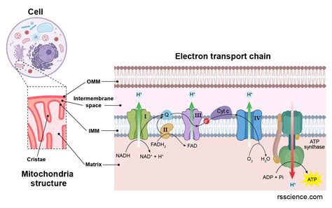 Mitochondria - the powerhouses of the cell - definition, structure ...