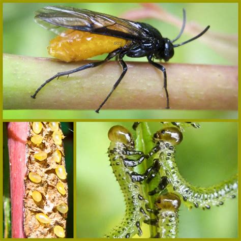 Sawfly Life Cycle by IRIS-KUPP on DeviantArt