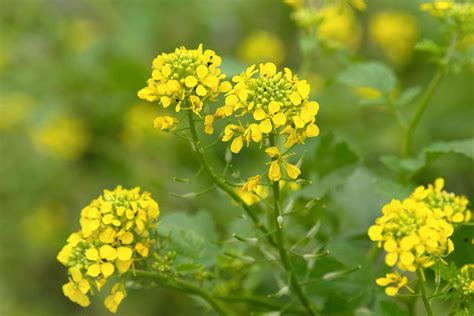 All About Growing Mustard for Greens and Seeds - TrendRadars