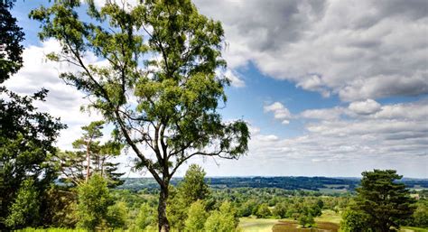 Stunning pictures of Ashdown Forest countryside made into calendar ...