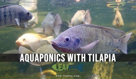 Tilapia Aquaponics: Guide to Using the Warm Water Fish To Grow Plants ...