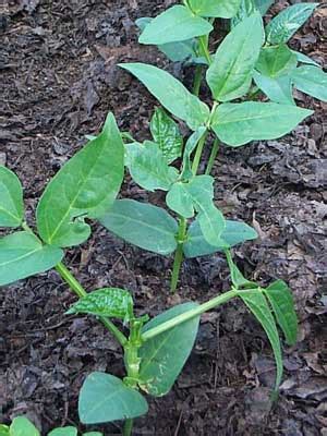 Cowpeas Grow Guide