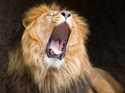 🔥 [50+] Roaring Lion Wallpapers | WallpaperSafari