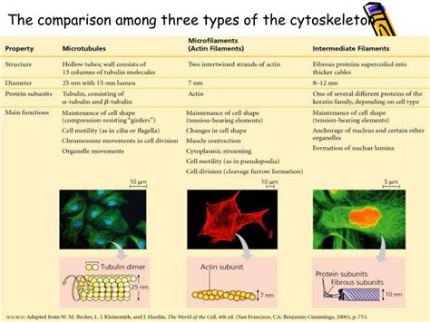 PPT - Cytoskeleton System PowerPoint Presentation, free download - ID ...