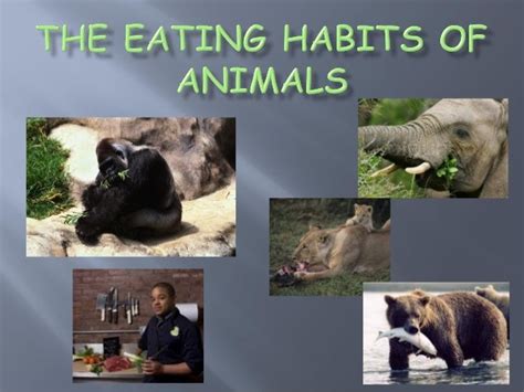 The eating-habits-of-animals-ppt-teeth