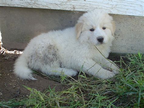 Golden Pyrenees (Golden Retriever/Great Pyrenees Mix) Temperament, Pictures