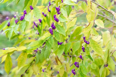 Beautyberry Shrub: Plant Care & Growing Guide