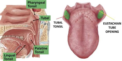 Four types of tonsils — often forgotten structures