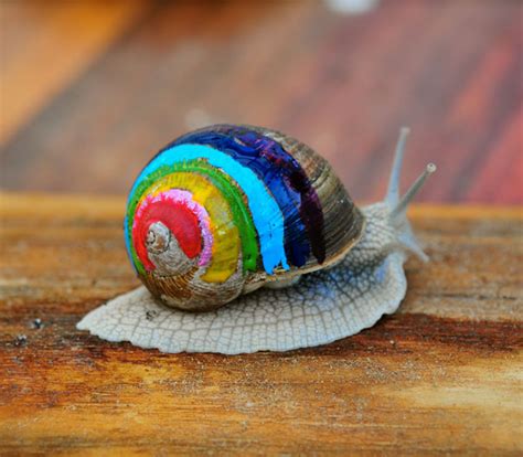 To Protect Snails From Being Stepped On, People Paint On Their Shells ...